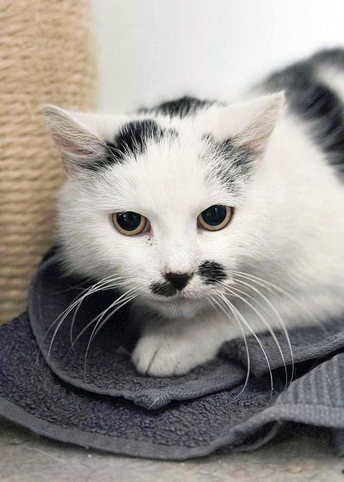 Zojka, dojrzała kotka marzy o ciepłym kąciku