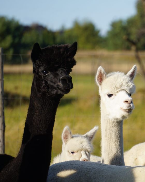 Alpaka samiec samica