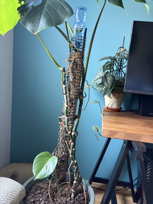 Monstera Roślina Doniczka kwiatek doniczkowy