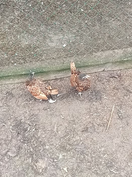 Sprzedam kaczki i kaczory i golebie i króliki kroliki