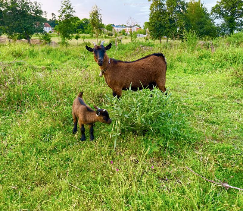 Micro Cabras de linhagem importada