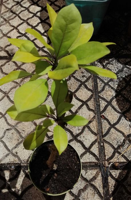 Solandra Grandiflora