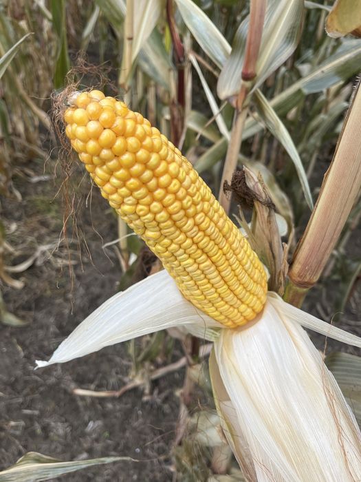 Sucha kukurydza ziarno