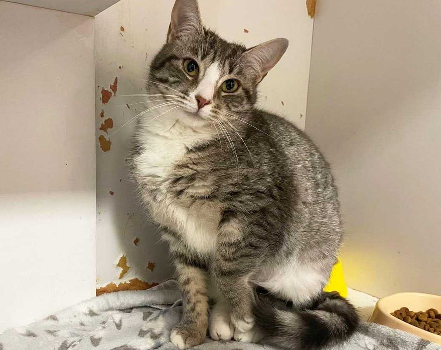 Чудова Мультя з красивими розкосими очима (1 рік). Стерил. Кошка