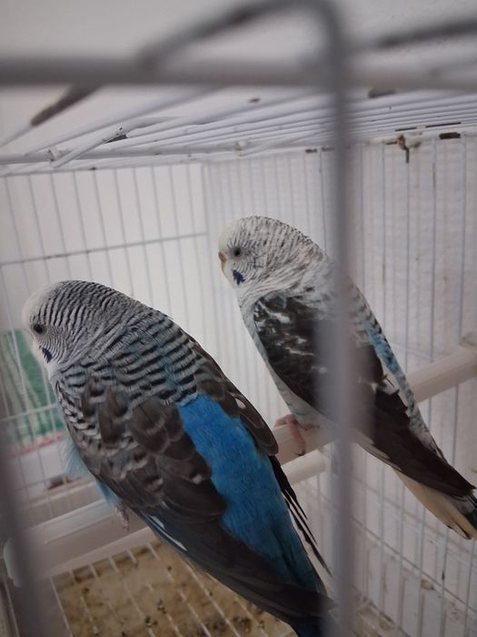 Casalinho de piriquitos asas negras