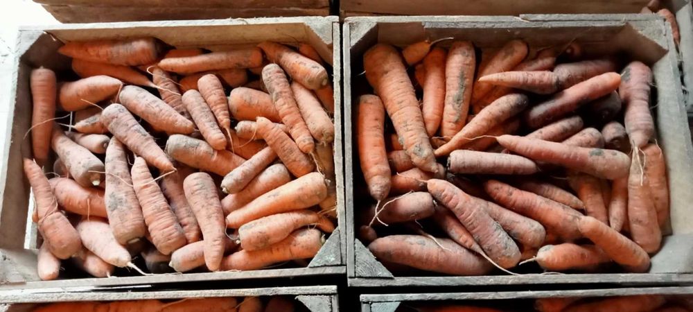 Marchew jadalna i odpadowa