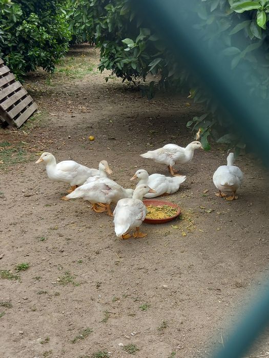 Perus, Patos Brancos, Patos Reais, Patos mudos, casais de garnisos