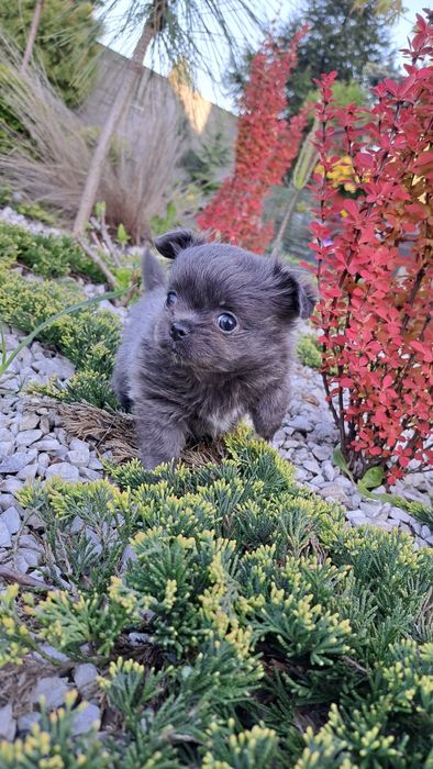 Unikatowa suczka chihuahua niebieska XXS długowłosa blue