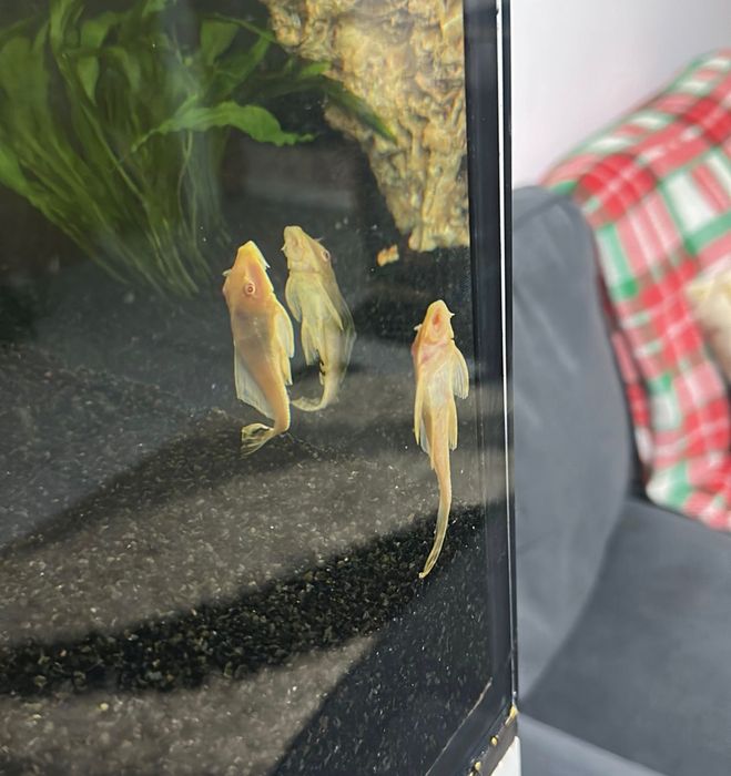 Plecostomus  Pretos e Albinos