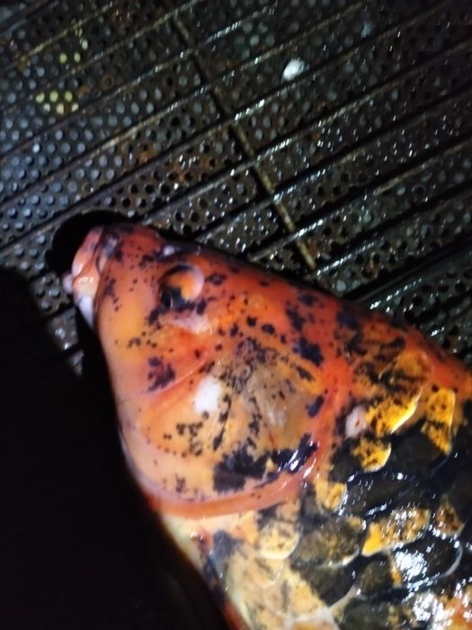 Карп кої самка 5 кг с ікрою ЖИВА