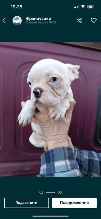 Французики чистокровні,красиві,здорові,розумні,найкращі,різних колір