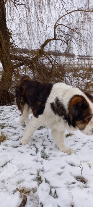 Жених ищет невесту