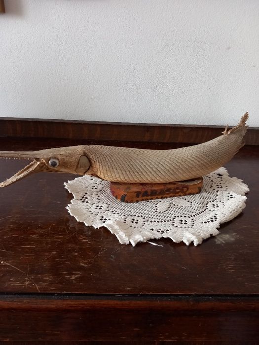 Ryba Niiszczuka  preparowana zasuszona pamiątka