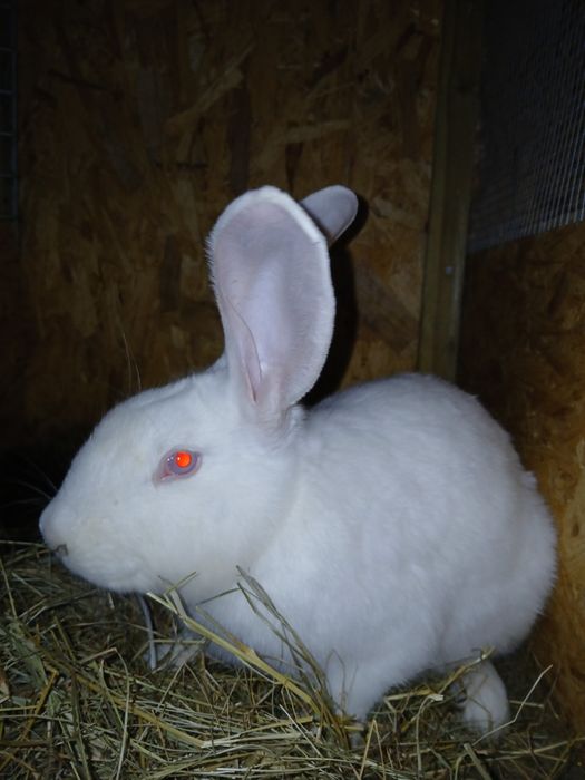 Sprzedam kroliki