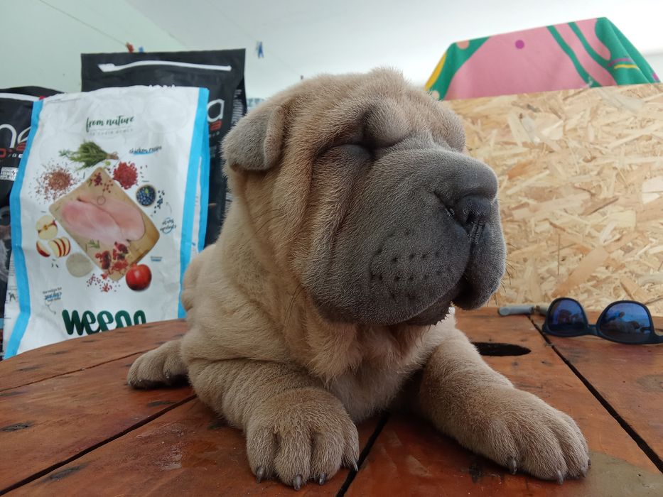 Sharpei puro creme   disponível para entrega