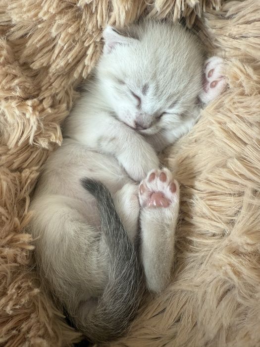 Продам шотландські висловухи котики