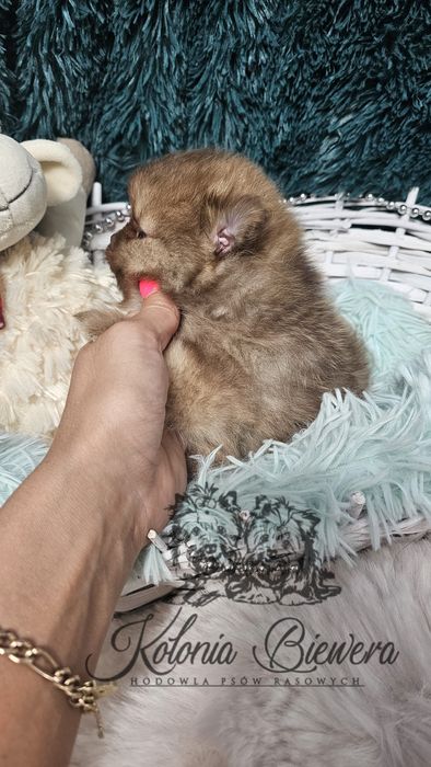 Szpic Miniaturowy/Pomeranian Chocolate/Chocolate &Tan piesek Paszport!
