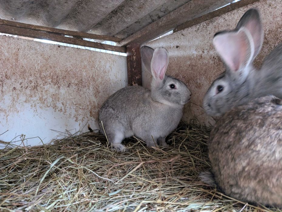 Króliki Samice Młode