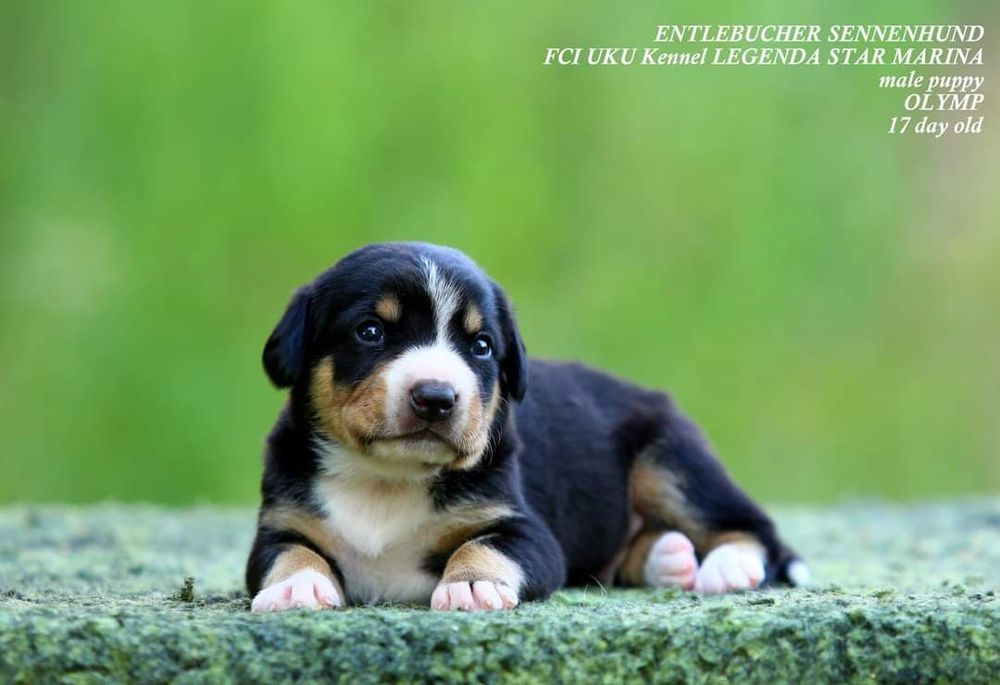 Ентлебухер зенненхунд  ODYSSEUS Энтлебухер зенненхунд!