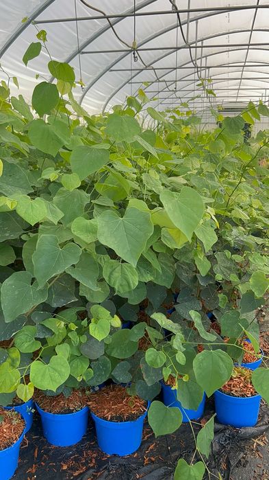 Judaszowiec kanadyjski 2L duże sadzonki Cercis