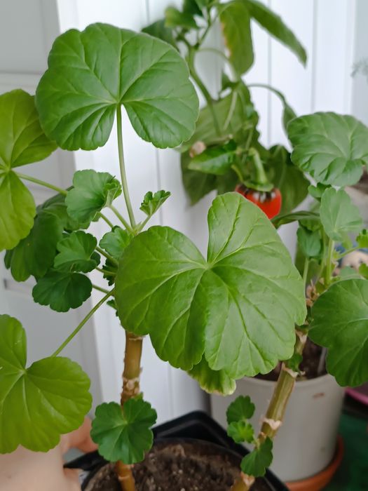 Квітка аглонема та та інші