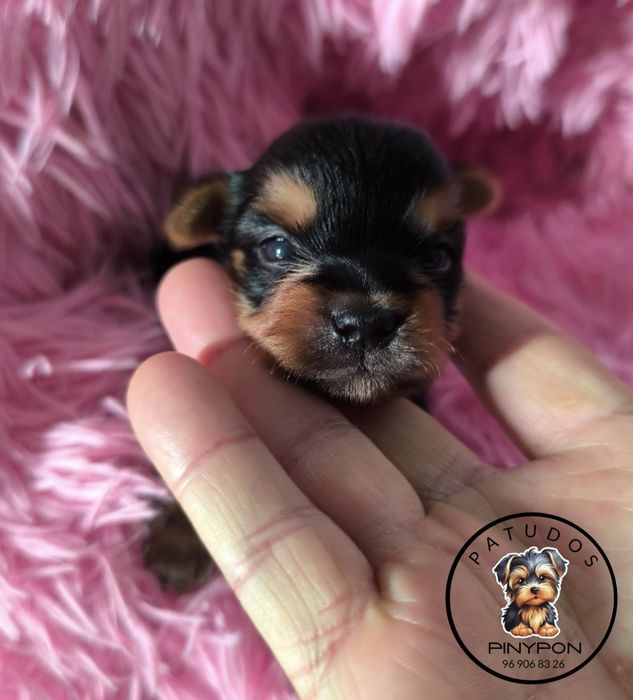 Fêmea Yorkshire Terrier