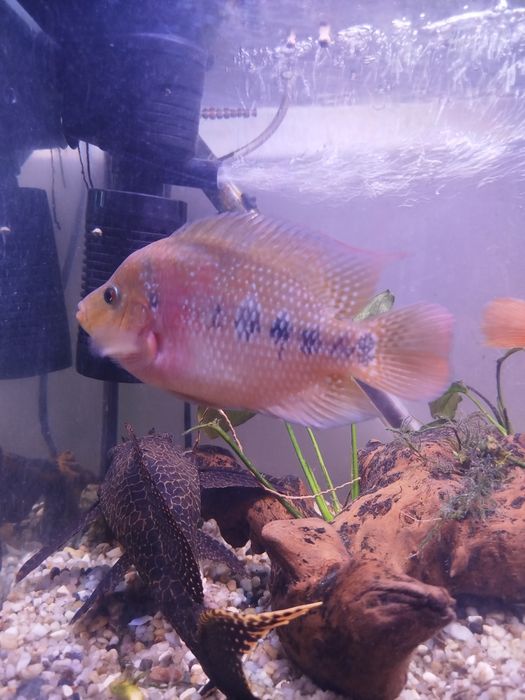 Casal Flowerhorn mix  Papagaio 14–17 CM – OPORTUNIDADE