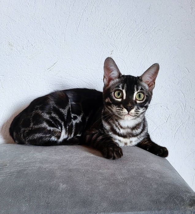 Węglowa kotka Silver charcoal srebrna rodowód