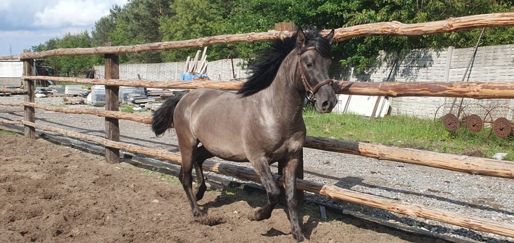 Konik Polski Ogier Dementor