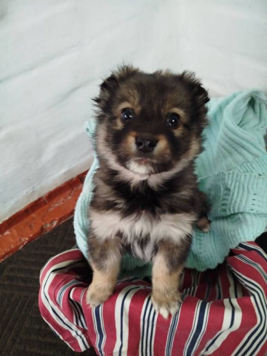 Цуценятка в добрі рученята