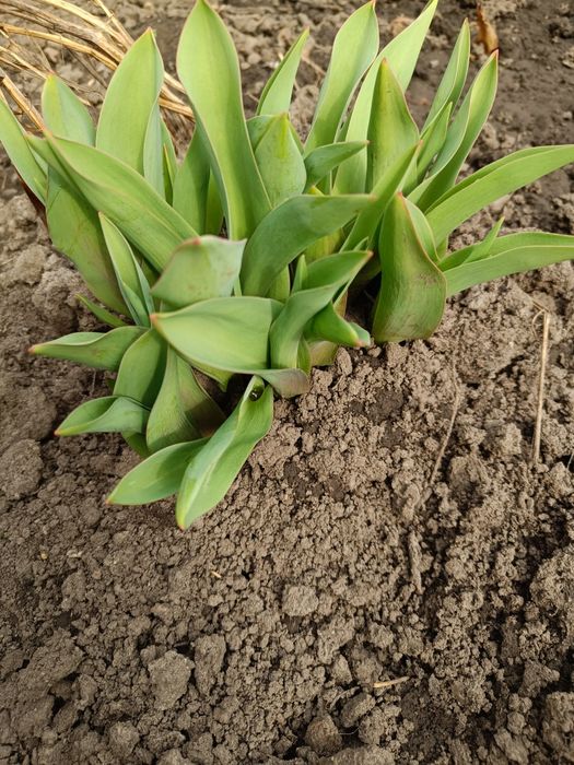 Викопаю ранні нарциси і тюльпани.
