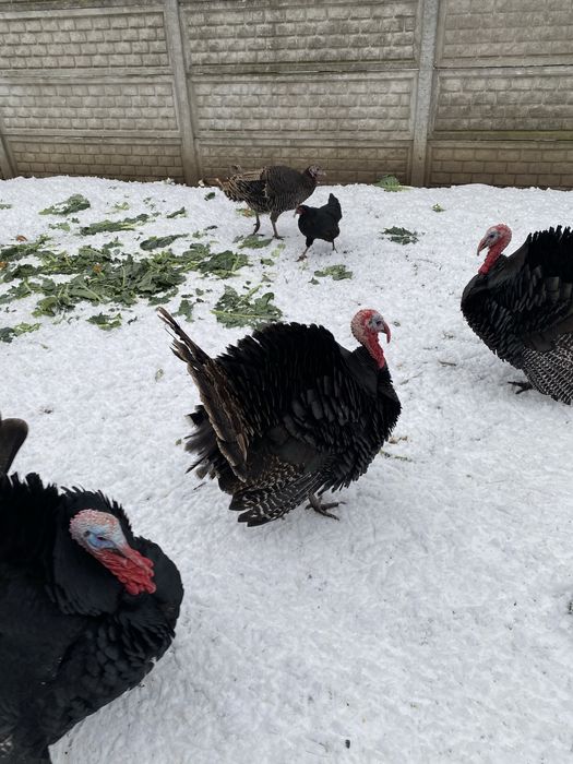 Indyk kanadyjski indyki indory czarne