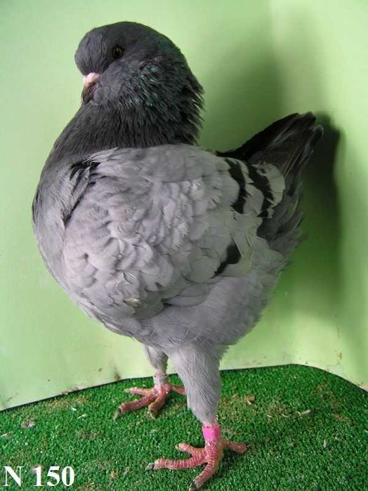 King, Kingi, Gołębie samiec