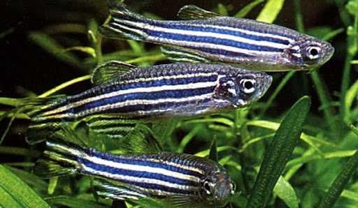 GB Danio Pręgowany | Pakiet 1 - 19 szt. - dowóz ryb!