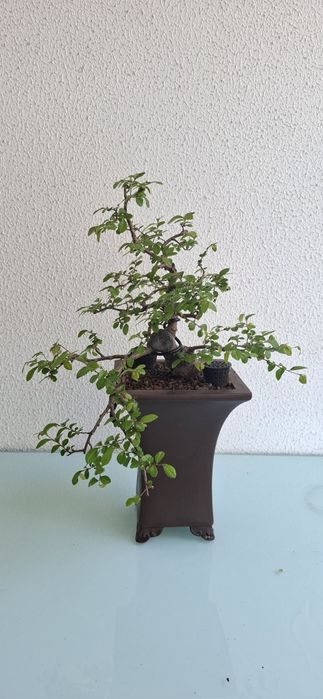 Bonsai Ulmus Parvifolia - cascata