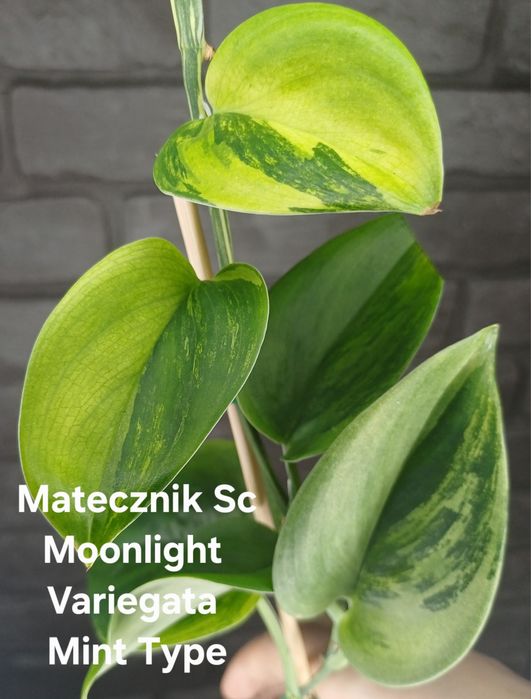 Scindapsus Moonlight Variegata Mint Type #1