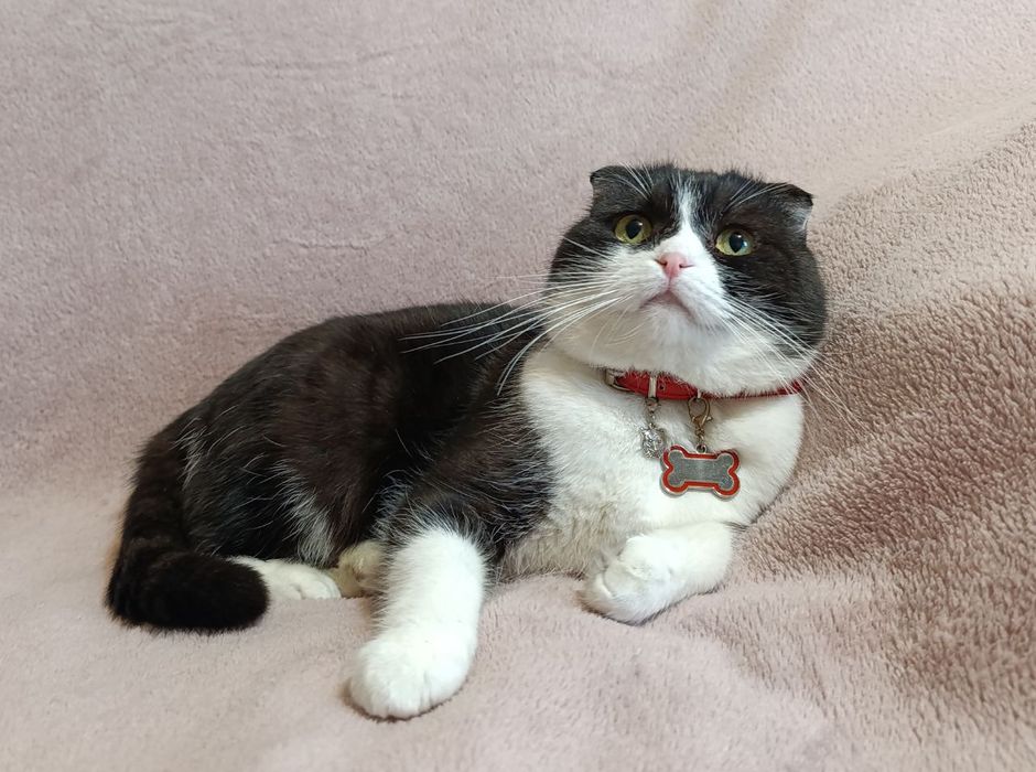 Шотландська кішечка