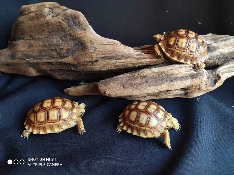 Terrarium dla żółw lądowy, grecki, pustynny, lamparci