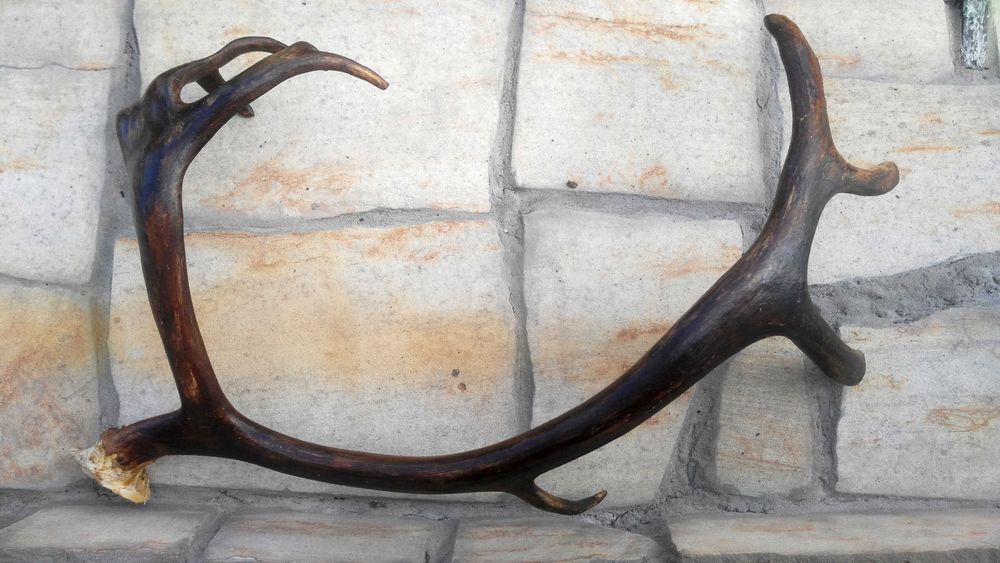 Ріг натуральний для декору