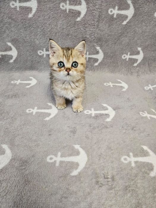 Шотландські кошенята