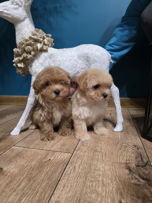 Maltipoo po pudelku toy i maltance linii koteańskoej