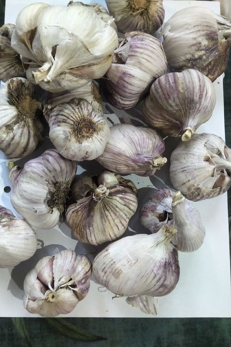 czosnek swiezy 5 kg