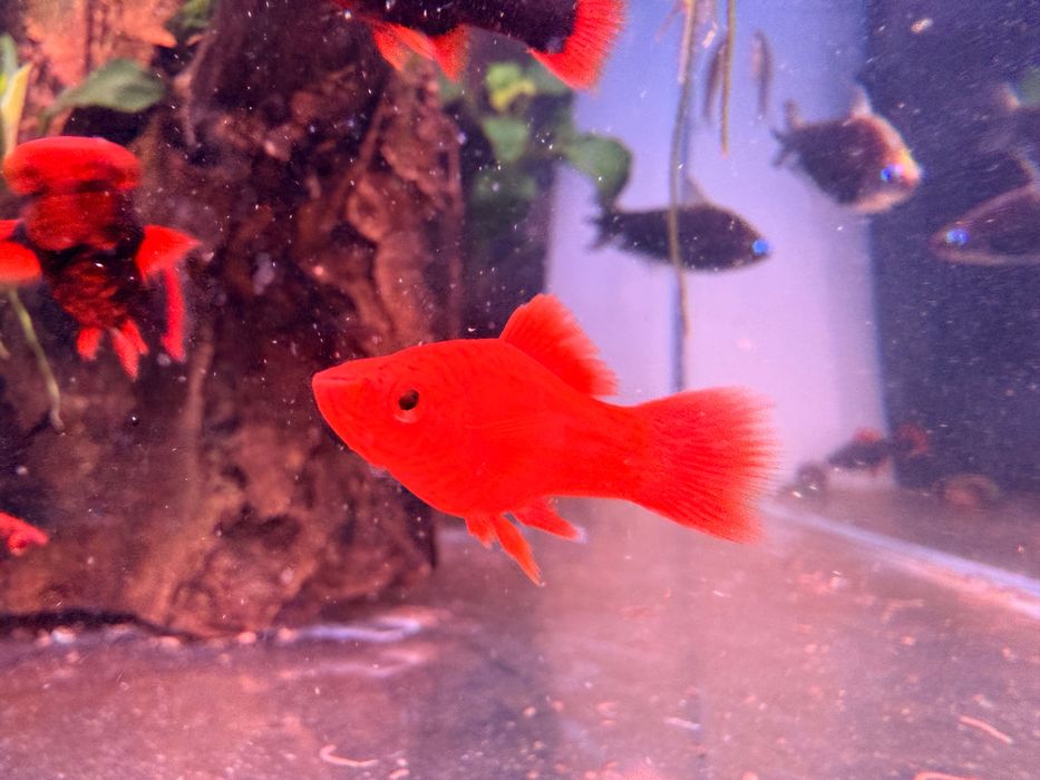 Mieczyk RED RUBY Alfa-wysyłam