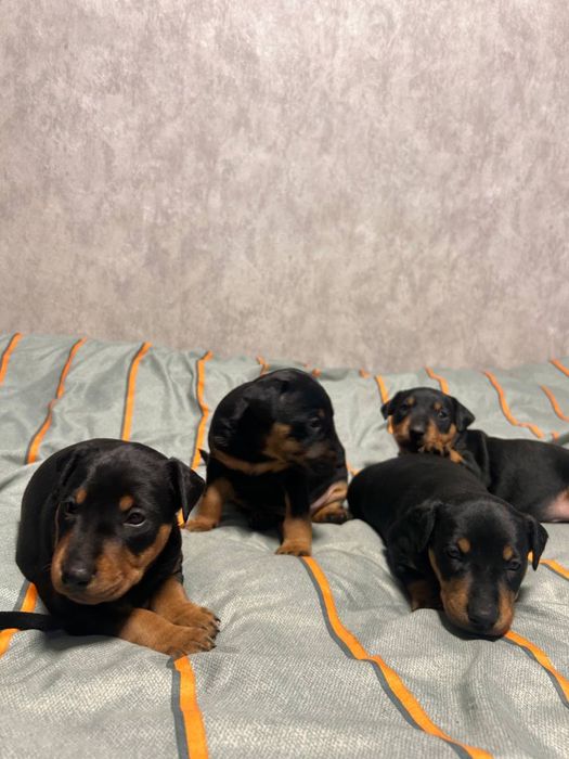 Ягдтерьеры продам