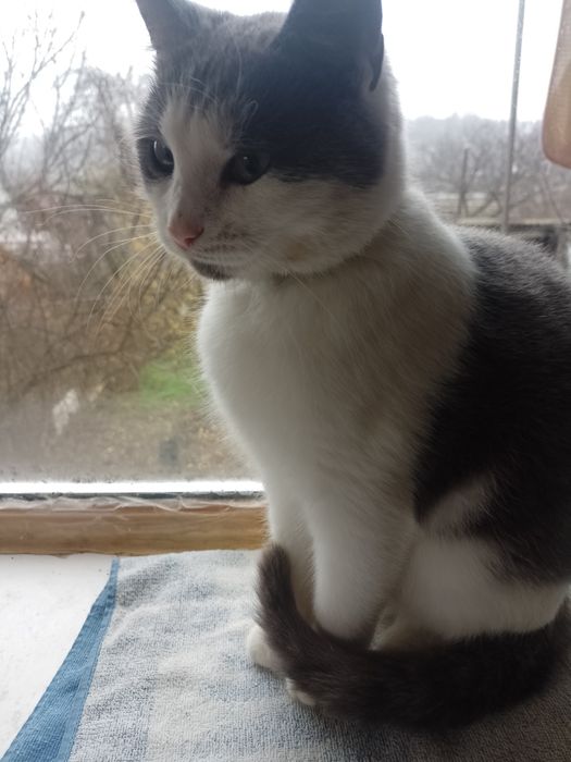 Котик Тимофей 9 месяцев в хорошие руки