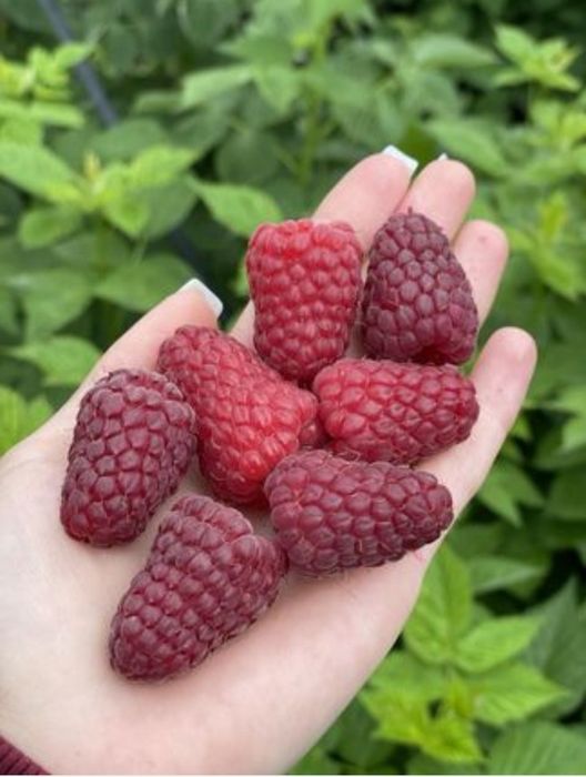 Саджанці малини різних сортів /саженци маліни