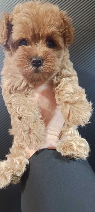 Мальтипу ф1 міні