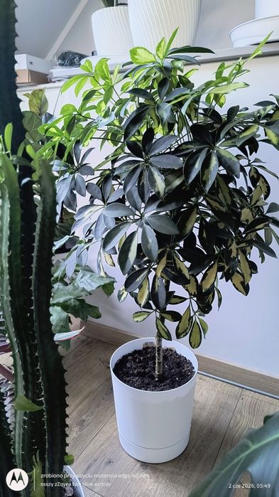 Piękna gęsta Sheflera 65cm