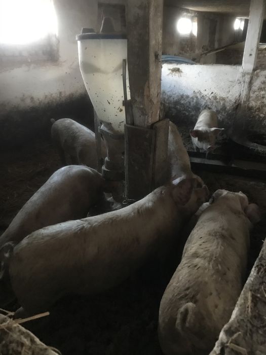 Ферма, тваринницьке приміщення