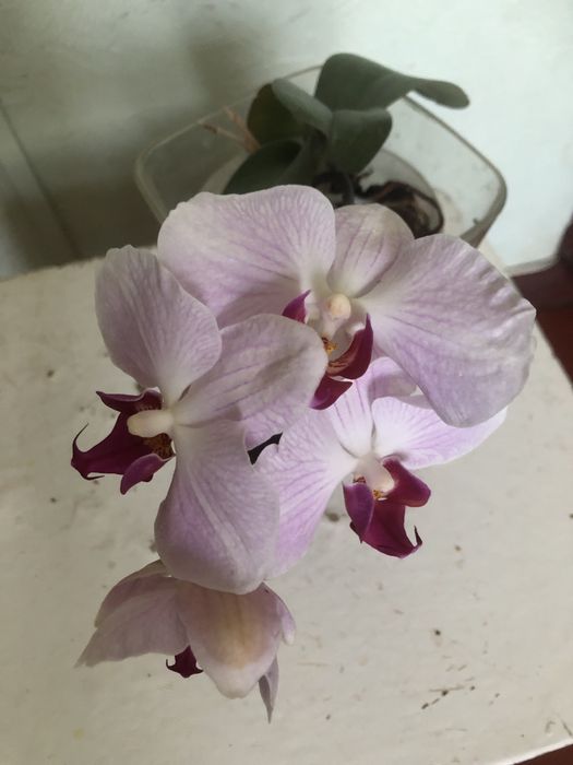 Орхидея phalaenopsis